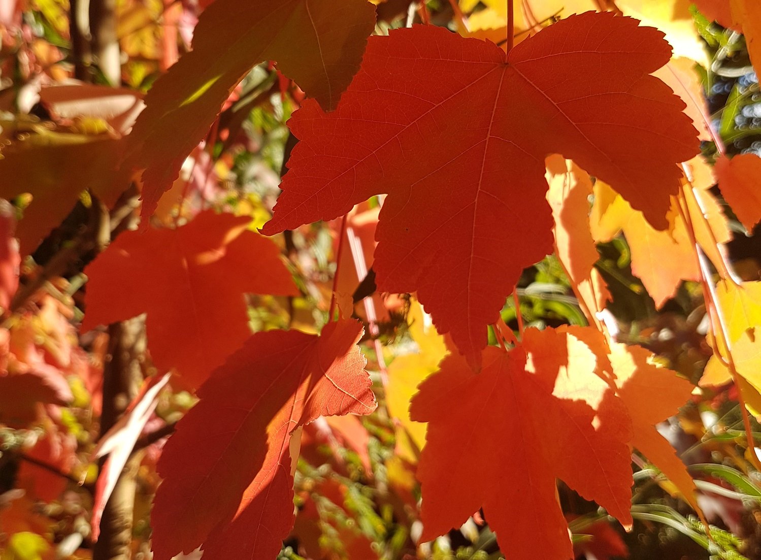 Jamieson Autumn Leaves