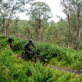 Two cyclists riding through the alpine wilderness on Mt Buller's Australian Alpine Epic trail