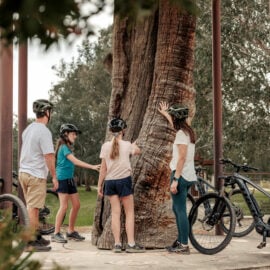 Great Victorian Rail Trail - Mansfield and art